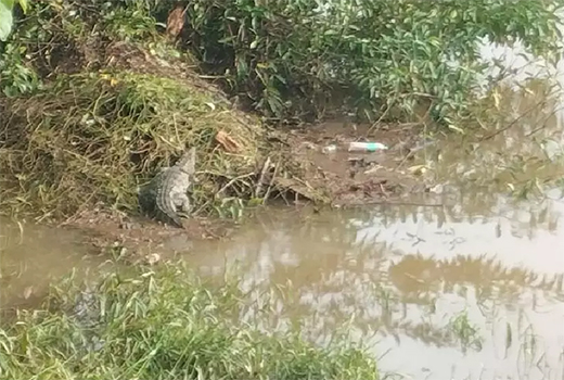 Crocodile Spotted in Nethravathi River