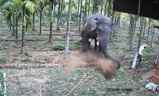 Elephant