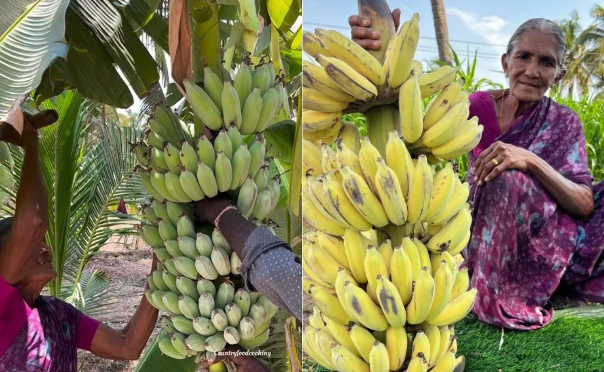 Banana