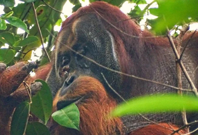 Orangutan