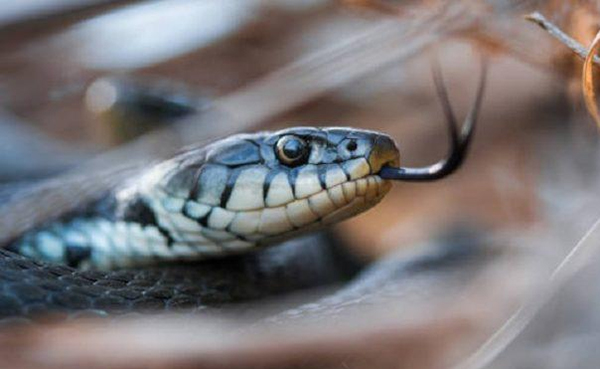 Snake