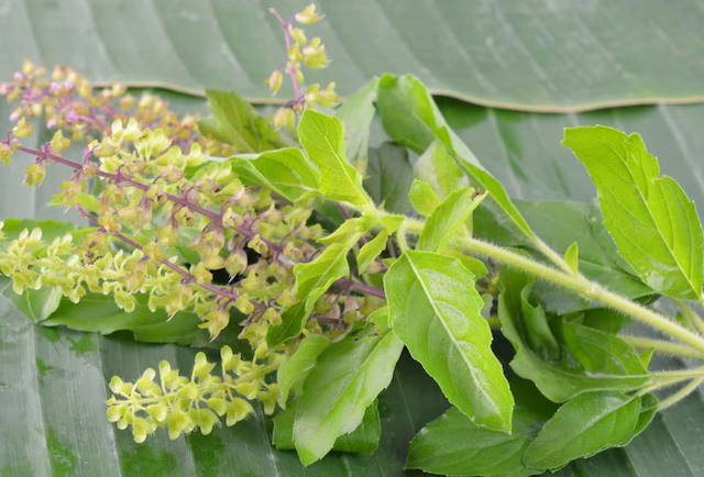 Tulsi