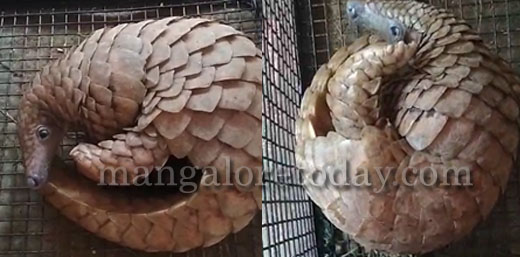 Pangolin