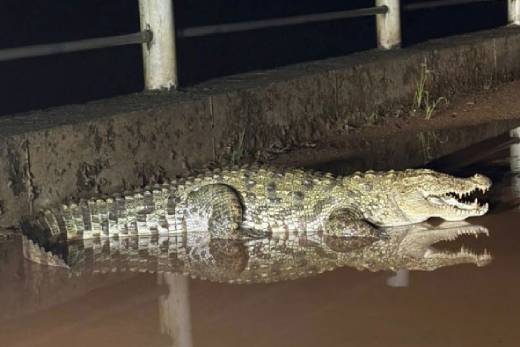 Crocodile