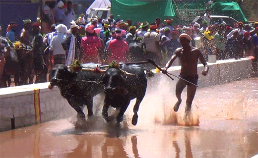 Kambala
