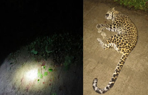 Leopard