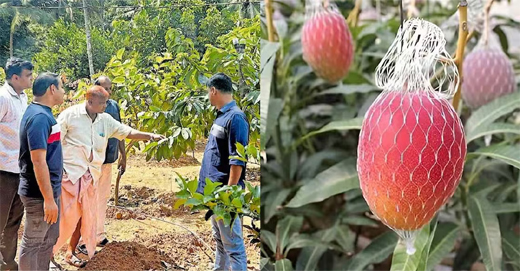 Mangoes