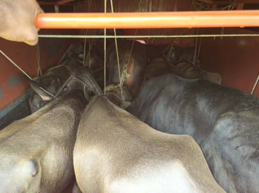 Cattle smugling foiled