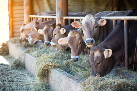 Cattle