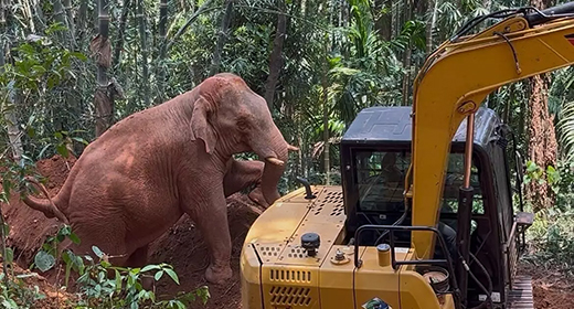 Elephant Rescued from 25-Foot Well Near Sullia