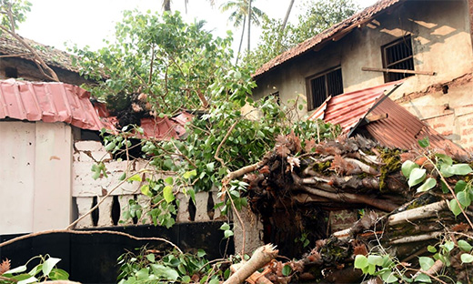 Tree branch collapse