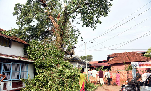 Tree branch collapse