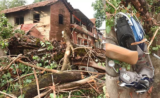 Tree branch collapse