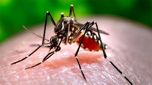 Malaria