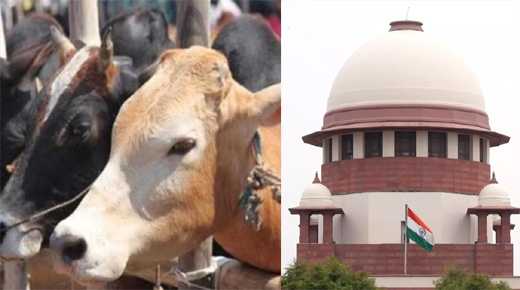 Cow-SC