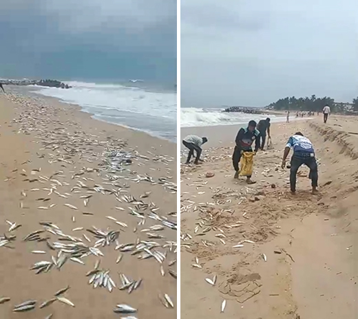 Boothayi fish