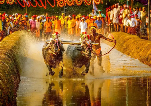 Kambala to be held at Mysuru Dasara