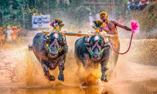 Kambala 