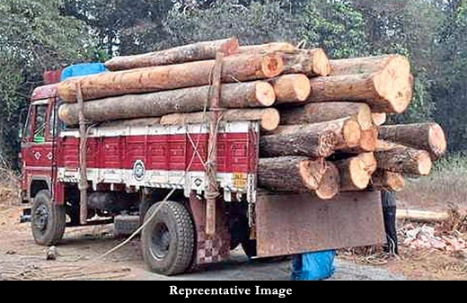 timber