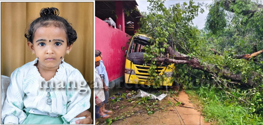 Tree fall on Bus