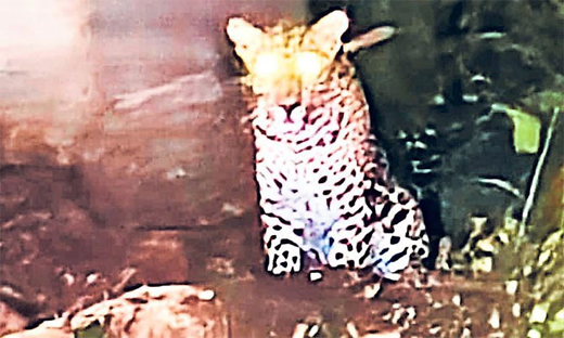 Leopard 
