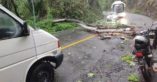 Tree fall on Charmadi Ghat Highway