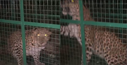 Leopard trapped