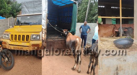 Illegal Cattle Transport
