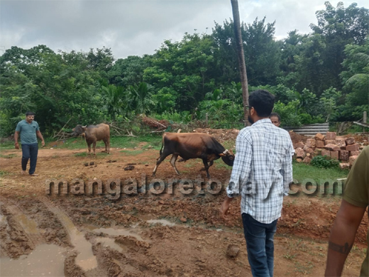Illegal Cattle Transport