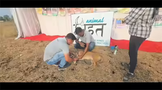 Dog freed