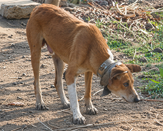Dog freed 