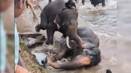 Elephant fight