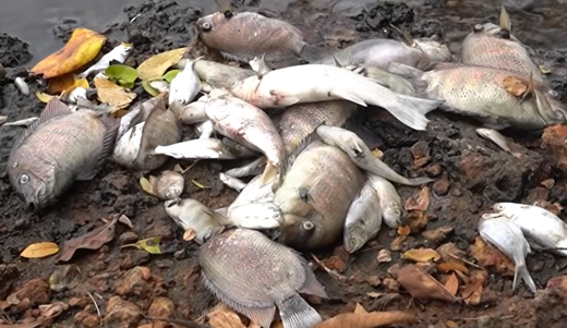 Fish Kill in Phalguni River