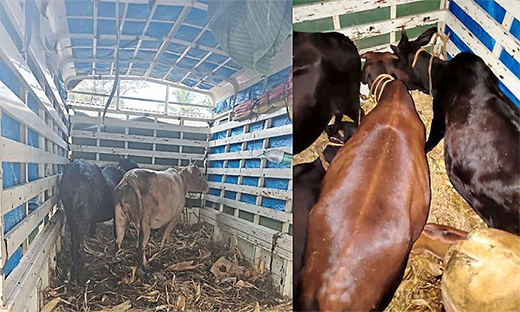 Cattle 