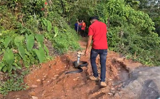 Cobra rescued