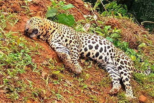 Leopard 
