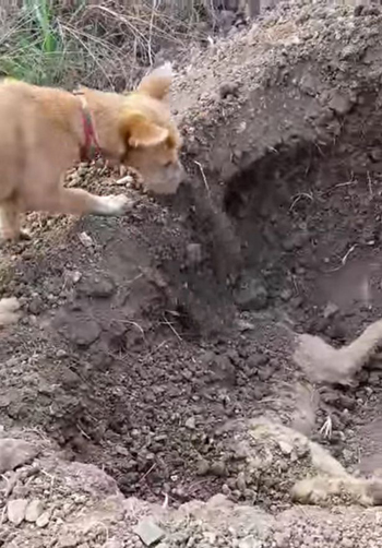 Dog.jp