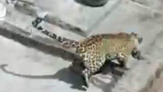 Leopard