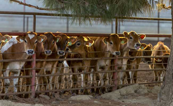 cattle.j