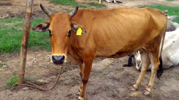 cow.j