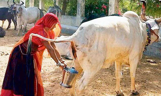 gau-mutra