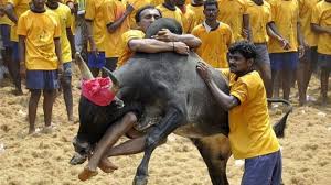 jallikattu