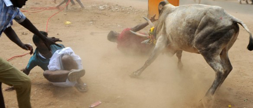 jallikattu_1