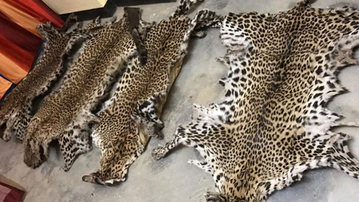 leopard.