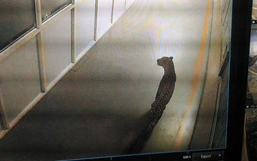 leopard