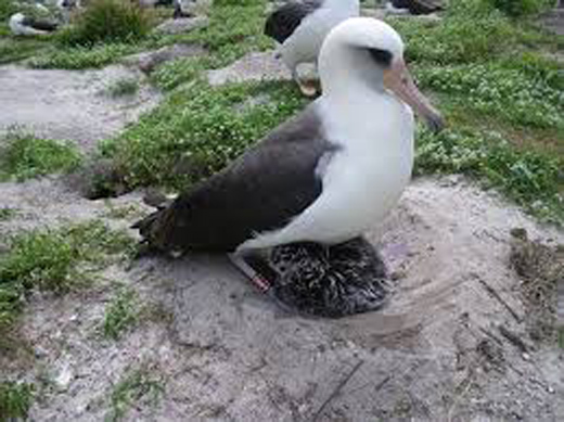 66-year-old seabird is expecting: More about world’s oldest known ...