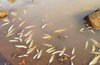 Belthangady: Thousands of fish perish in Somavathi river; poisoning suspected