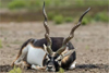 Three blackbucks found dead with bullet injuries in Chikkamagaluru