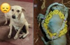 Bantwal cops lose their favourite dog in accident