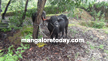 Illegal cattle transportation: Mulki Police arrest two accused.